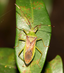 Amblypelta nitida