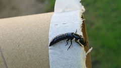 Thyreocephalus