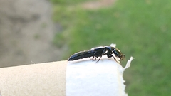 Thyreocephalus