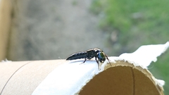 Thyreocephalus