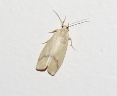 Notata modicus