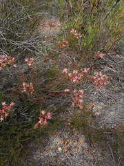 Serruria meisneriana