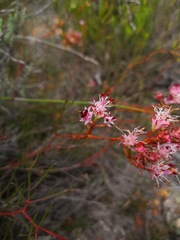 Serruria meisneriana