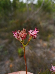 Serruria meisneriana