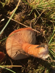 Lactarius subflammeus