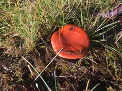 Lactarius subflammeus