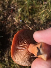 Lactarius subflammeus