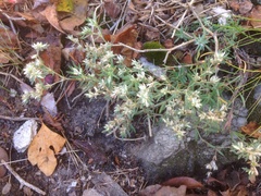 Paronychia argyrocoma