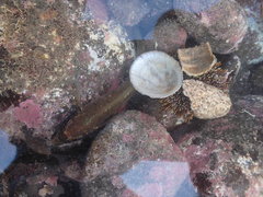 Ruanoho decemdigitatus