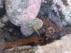 Parablennius laticlavius