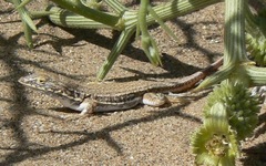 Meroles cuneirostris