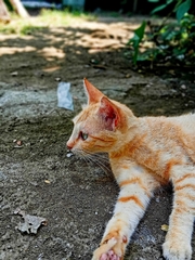 Felis catus