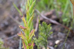 Disa reticulata