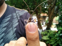Neoptychodes trilineatus