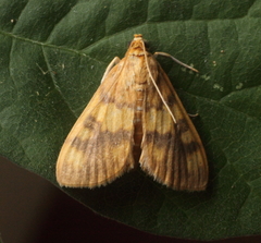 Rehimena auritincta