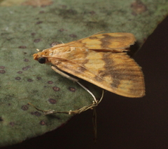 Rehimena auritincta