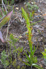 Disa reticulata