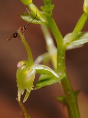 Acianthus amplexicaulis