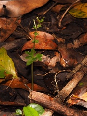 Acianthus amplexicaulis