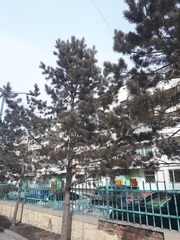 Pinus sylvestris