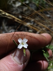 Epilobium pubens