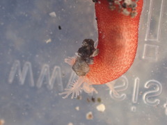 Taeniogyrus dunedinensis