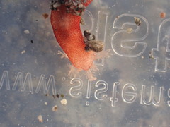 Taeniogyrus dunedinensis