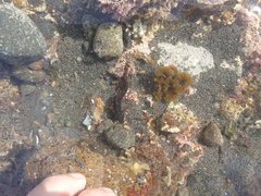 Ruanoho decemdigitatus