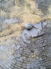 Plectotropis brevibarbis