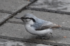 Sitta europaea albifrons