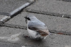 Sitta europaea albifrons