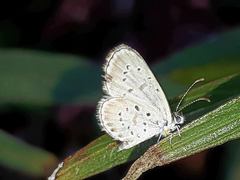 Zizula hylax pygmaea