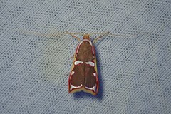 Barantola pulcherrima