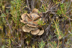 Banksia laricina