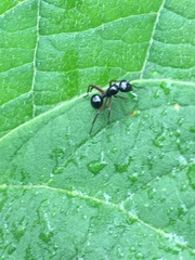 Polyrhachis laevissima