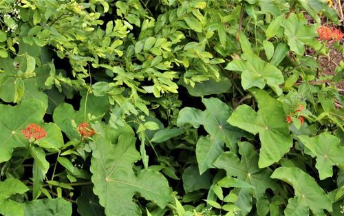 Image of Jatropha podagrica by no rights reserved