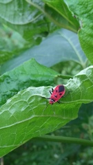 Pyrrhopeplus carduelis