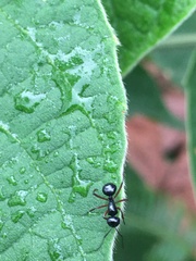 Polyrhachis laevissima