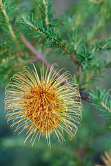 Banksia laricina