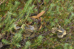 Banksia laricina