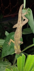 Calotes versicolor