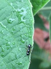 Polyrhachis laevissima