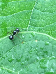 Polyrhachis laevissima