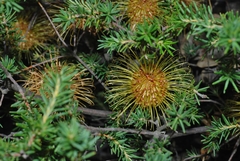 Banksia laricina