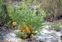 Banksia laricina
