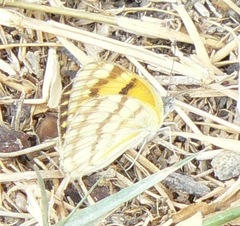 Colotis vesta mutans