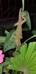 Calotes versicolor