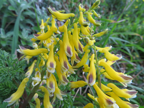 Image of Corydalis heterocarpa by (c) Marco Mussita, some rights reserved (CC BY)