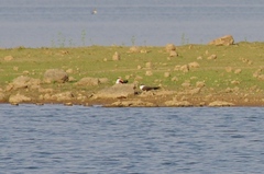 Rynchops flavirostris