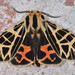 Ornate Tiger Moth - Photo (c) Don Loarie, some rights reserved (CC BY)